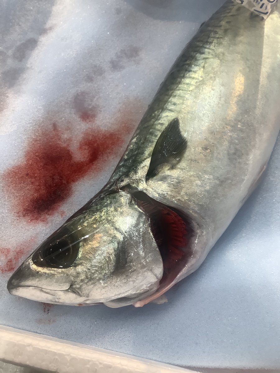 生サバ刺身 生サバ刺身