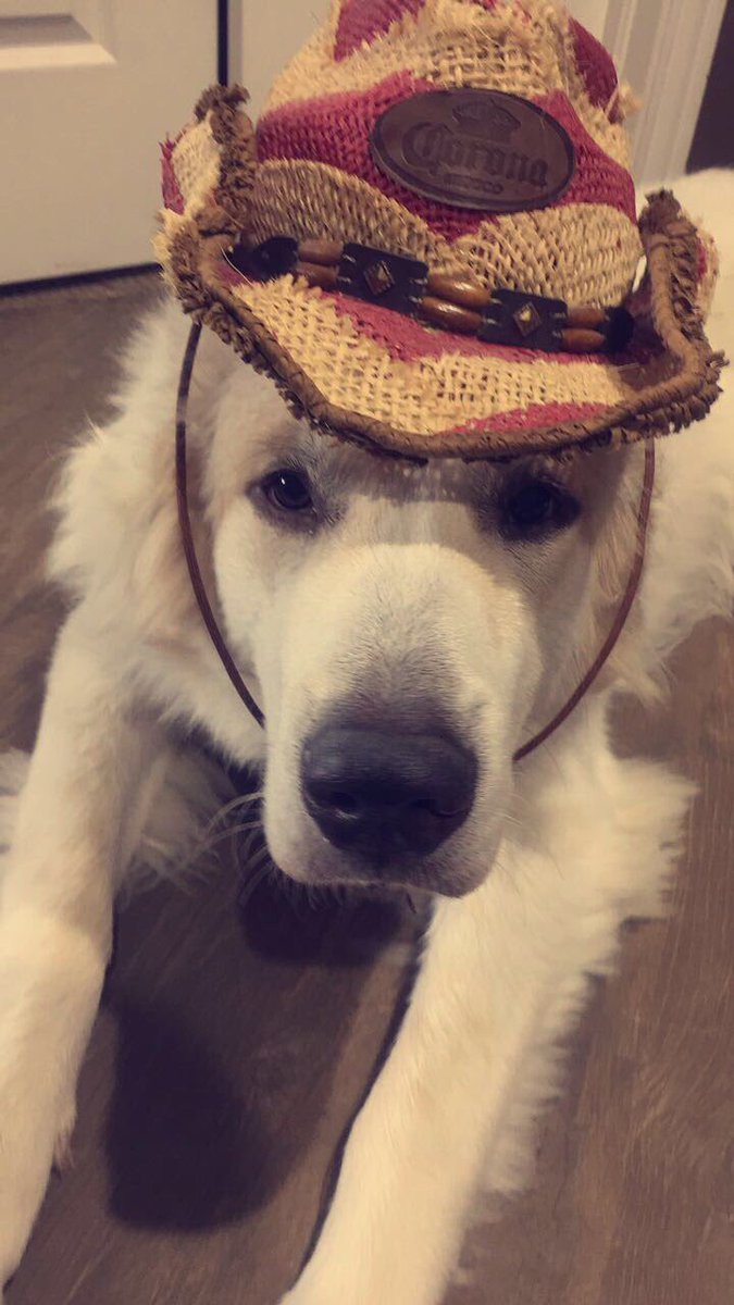 Pipeyyy_'s tweet photo. I just learned that Great Pyrenees can fight off mountain lions and wolves, this is my Great Pyrenees... 

where did I go wrong?¿ https://t.co/OpSLTUMYUA