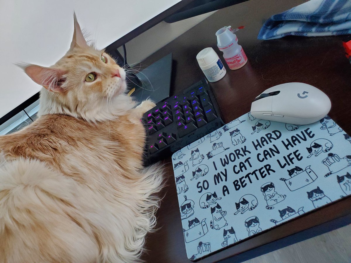 hakutheneko's tweet image. No working allowed

#cat #CatsOfTwitter #mainecoon #ねこ #猫 #猫のいる暮らし #メインクーン