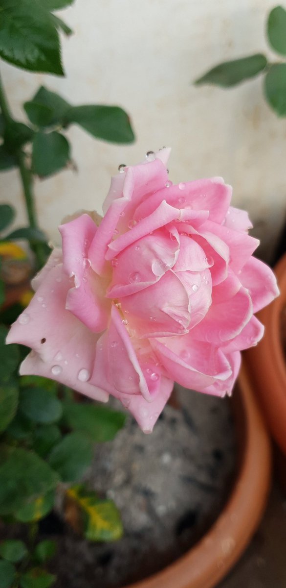 Day 6
I am nominated by <a href="/raziasworld/">Razia</a> 
I nominate <a href="/Ilovehyderabad/">Sanghamitra Malik</a> (again😀)