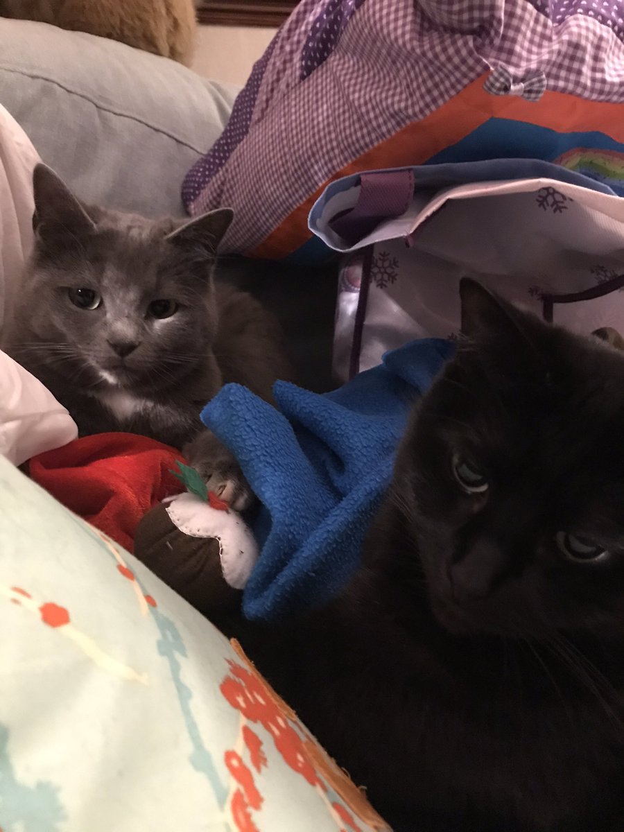 WillowandFaith1's tweet image. Three little puddings #cat #CatsOfTwitter #cats #CatsOnTwitter