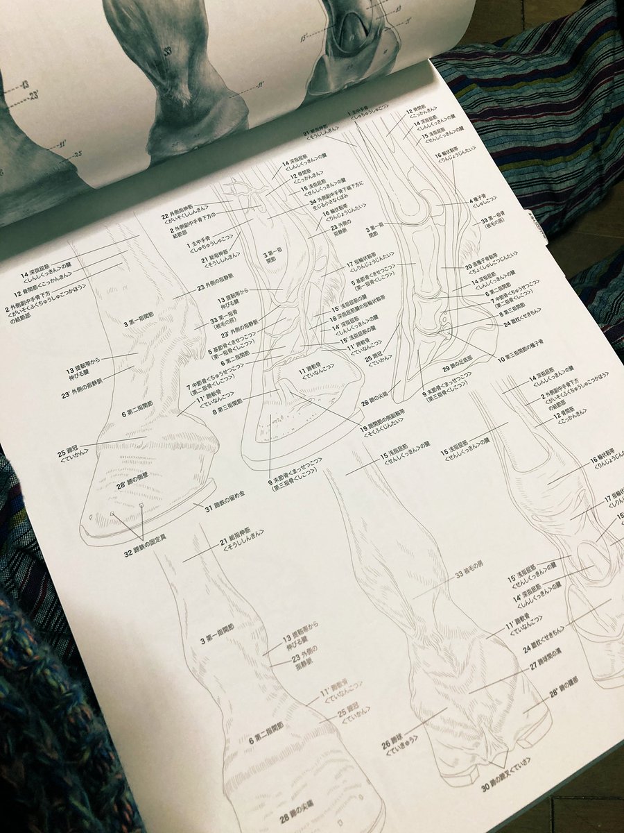 今日の資料は
エレンベルガーの動物解剖学
大好きな資料の一つ、
四つ足中心の資料だけど、動物の内部から骨、部位の細部までしっかり解るように出来ててとっても勉強になるよ。
ただ描き初めの人にはあんまり向いてない資料かも
極めたい人向け…?!
#今日の一冊 
#資料 