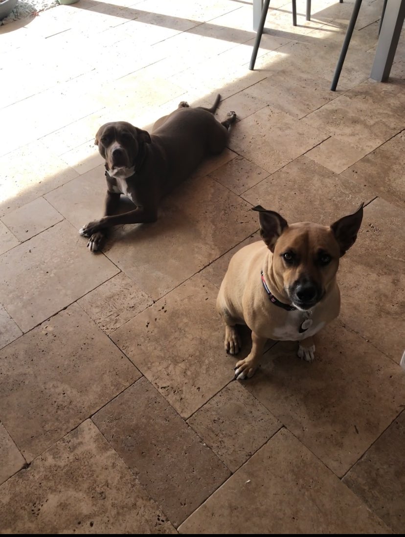 Scout Diesel tweet media