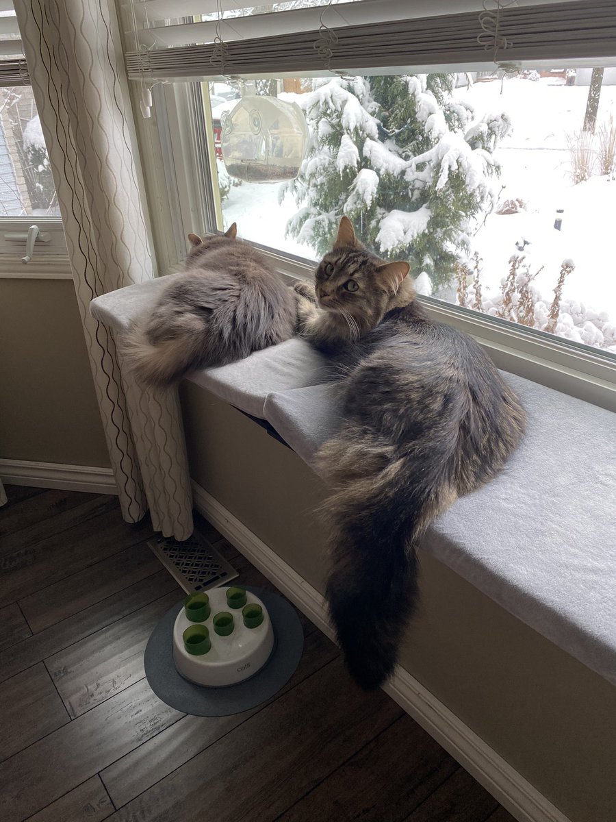 walkin_paws's tweet photo. Two of my kitties! Linkin &amp; Kalho have quite the life. Snoozing and bird watching ALL day long!

#walkinpaws #professionalpetservices  #certifiedpetsitter #catsitterwaterloo #catsofkw #catsitterkitchener #catsofinstagram #catsofwp https://t.co/baEFddHmSg