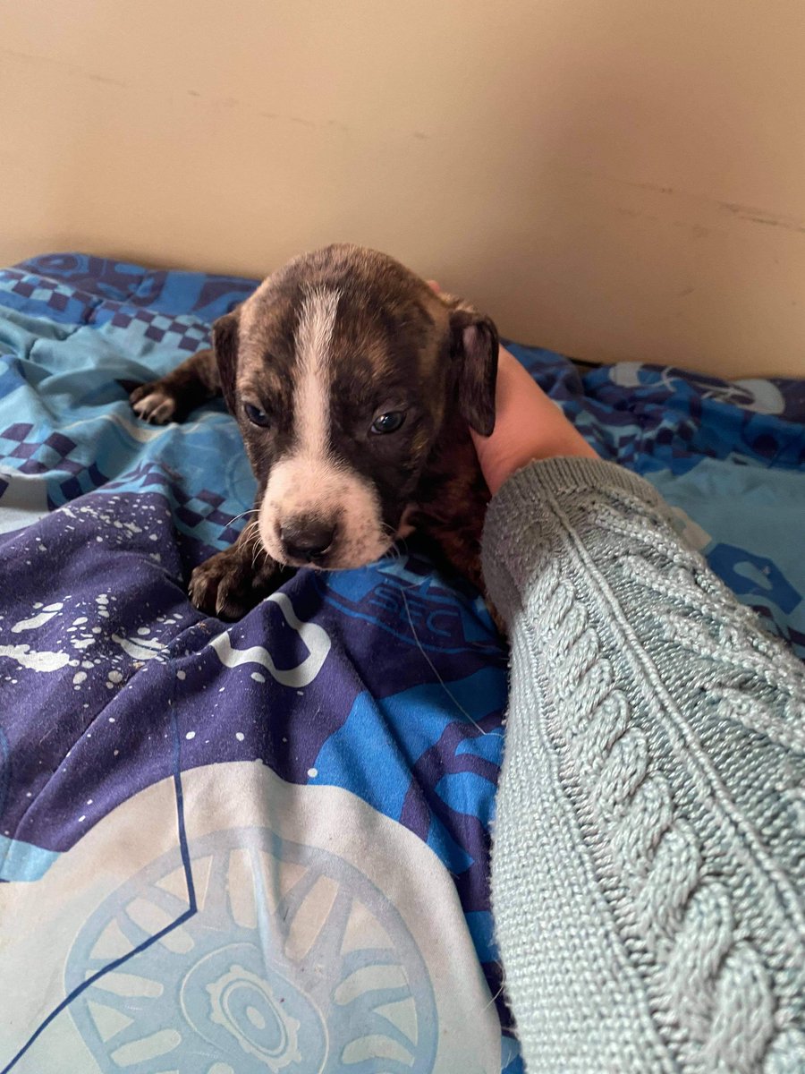 Sam_Jack92's tweet photo. Can't wait to bring this good boy home 😭😭😭 It's finally January! I'm eagerly counting down the days!
https://t.co/XCLg7c6wOa  #servicedogintraining #mentalhealthmatters #ptsd #servicedogprospect #fundraiser https://t.co/4DVlM0ArH1