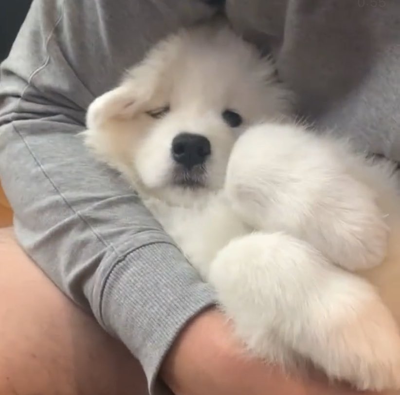 : มามี้ป่อย เมื่อกี้มันแอบหอมแก้มหนุ ต้องเจอสักป้าบ
: หม่าม๊าช่วยพี่ด้วย ㅠ ㅠ