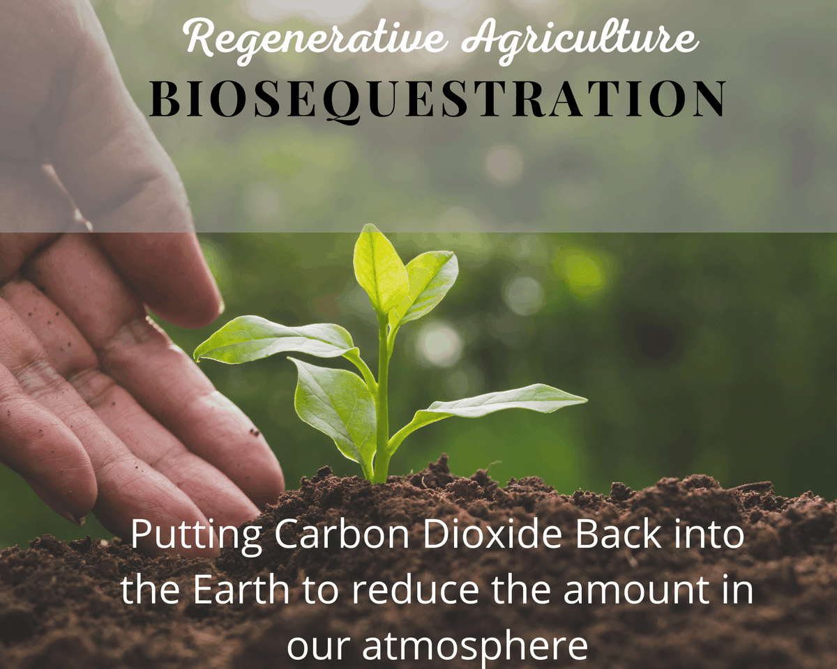BraveNewLifePr1's tweet photo. What is biosequestration? Hope for the future?

#regenerative #agriculture #environmentallyfriendly #carbondioxide #biosequestration #hope #farming https://t.co/9jE1lDZXdI