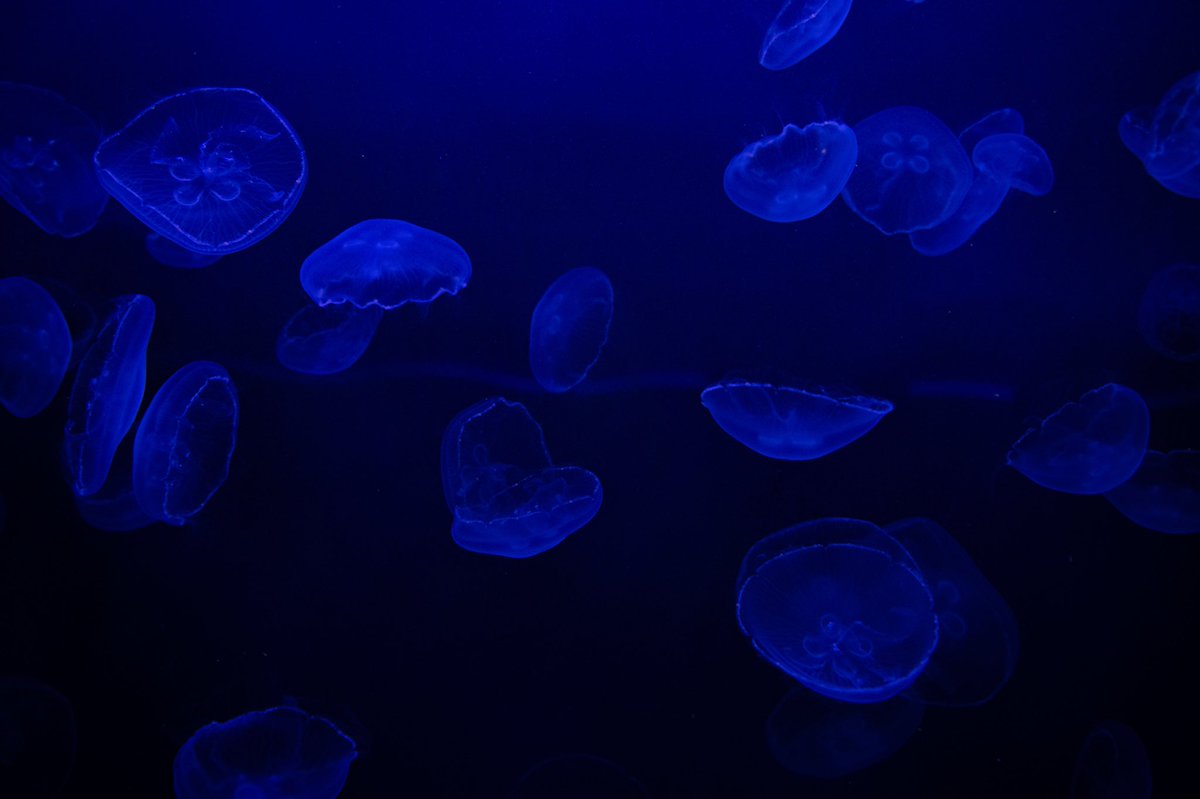 SamuelOshlag's tweet photo. 🐡🐙Fish are friends not food 🦈🐠 
Thanks for the good times @AdventureAqua https://t.co/E0It86H9j7