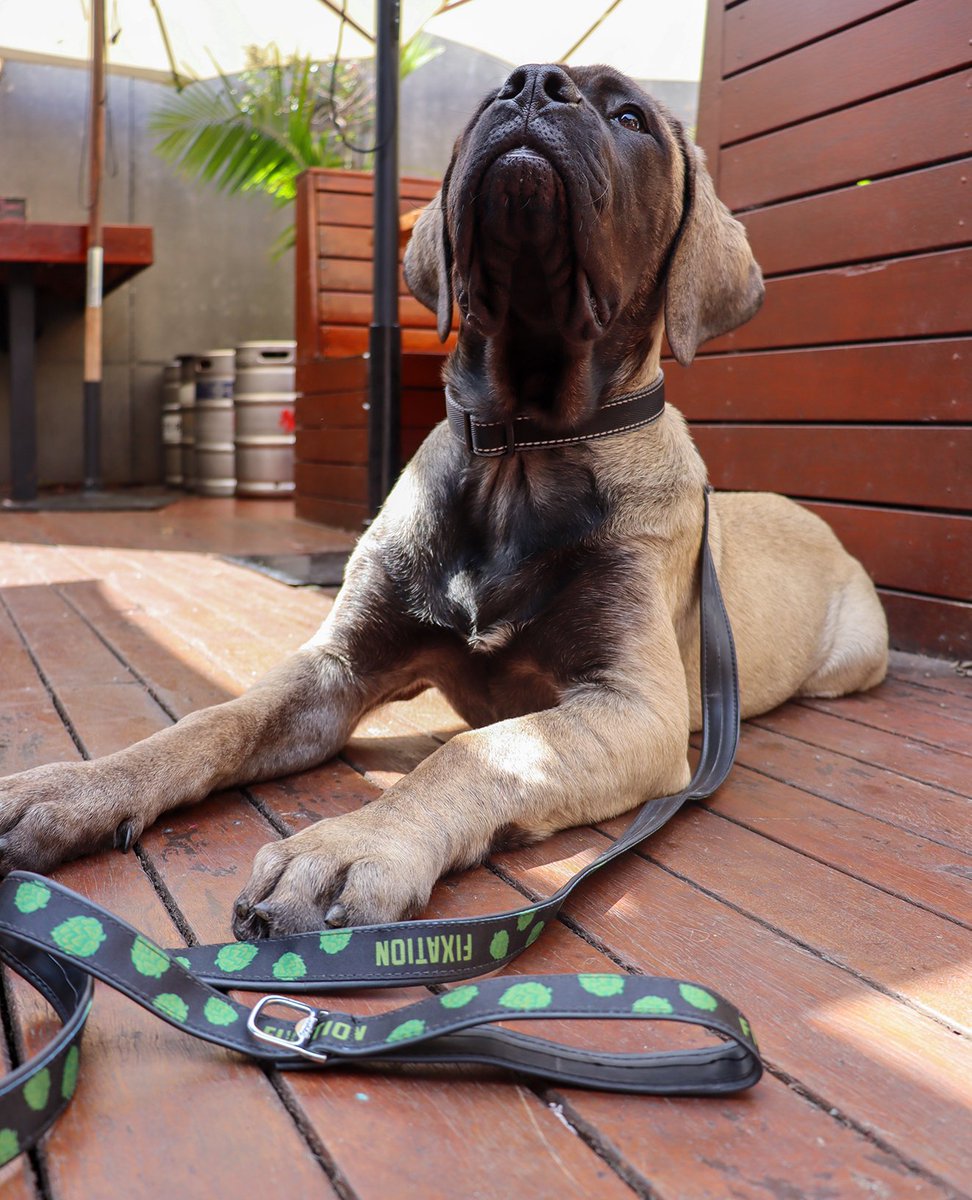 Never has a more useful multi purpose tool existed [in our opinion]... we give you the Fixation Bottle Opener Dog Lead.

Sustainable &amp; eco-friendly, with a strong clip and an up-cycled backing made from recycled bike tyres. 

For $40 grab yours online now or at the incubator!