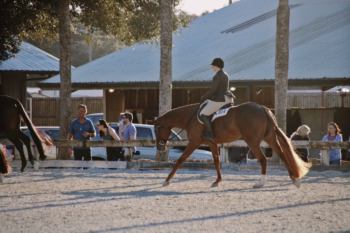 Accomplished a goal of mine today and I am still on cloud nine. Placing in the top of of an open class at a top 10 AQHA show was something I was hoping for, but today the big red pony made it happen. He was the winner on a card in the L1 Green HUS 🥰