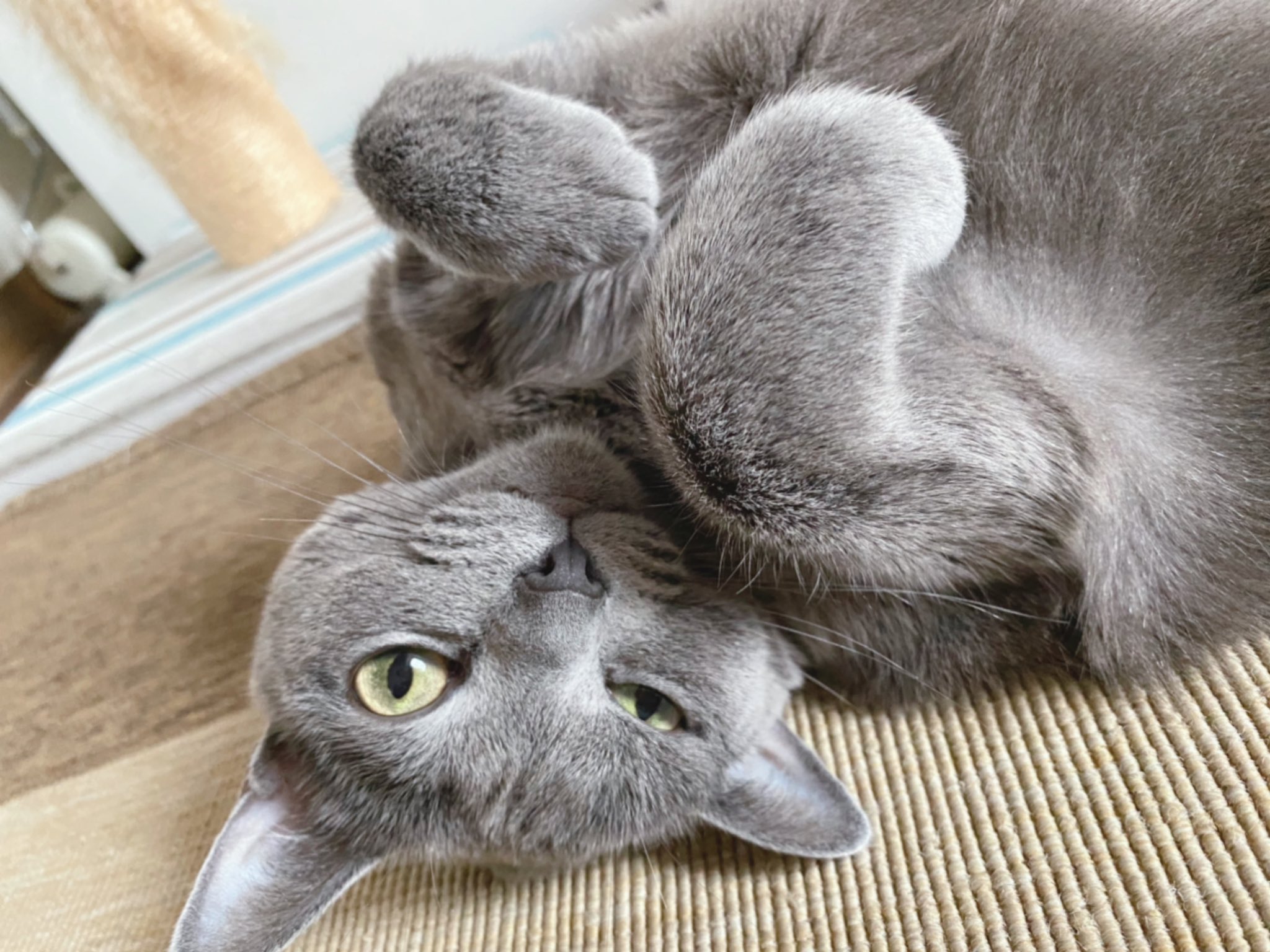 Kaorinyo おはようございます 新年のご挨拶ポーズです ロシアンブルー もふもふの家族 猫好きさんと繋がりたい T Co I4tetxrasd Twitter