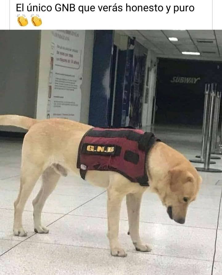 richsar46's tweet image. Parece mentira, pero es lo único honesto y puro que queda en la GNB