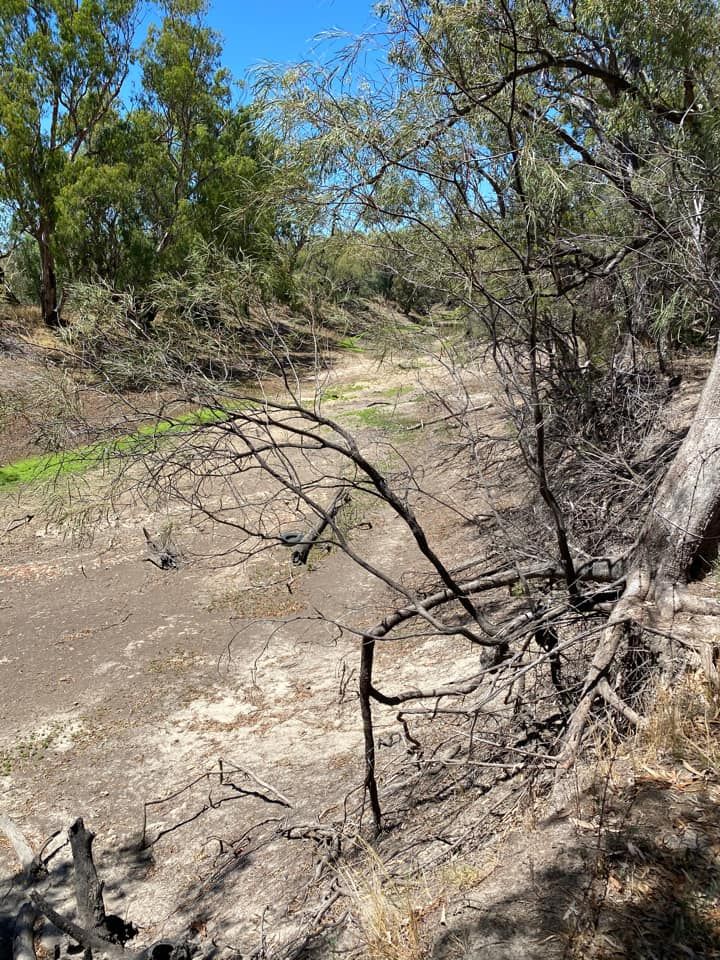 watershedallyAU's tweet photo. Barwon River at Mungindi, northern NSW, 19th Dec 2020.
Photograph courtesy Roo Forster.
#baawan #barwon #murraydarling #waterislife #SaveOurDarling #Baaka https://t.co/sS6U3hsWP6 https://t.co/P1AZHAM9yx