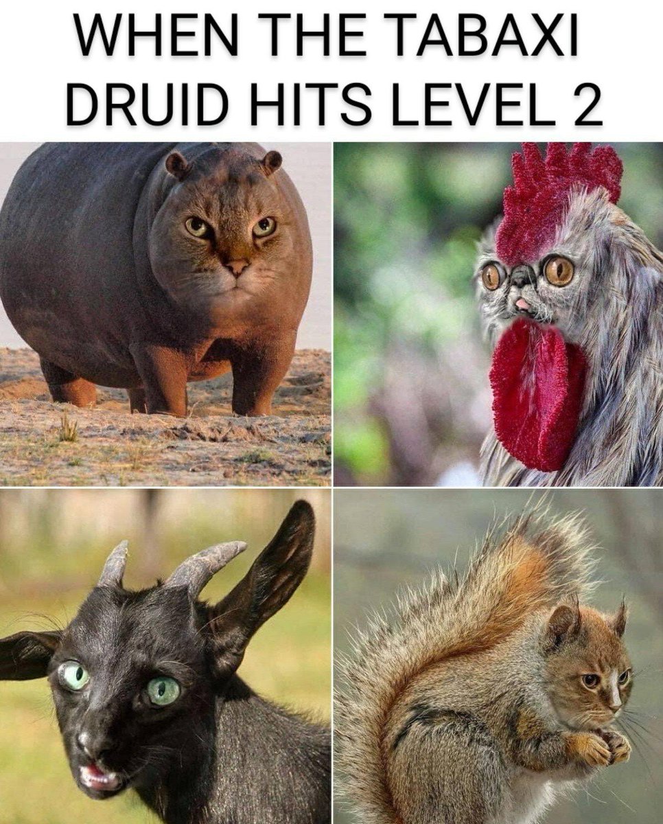 DND Memes on Twitter: "Behold! The fearsome Tabaxilisk! ⚔️🎲 #dnd  #gamenight #dndmemes #character #cosplay #follow #bard… "