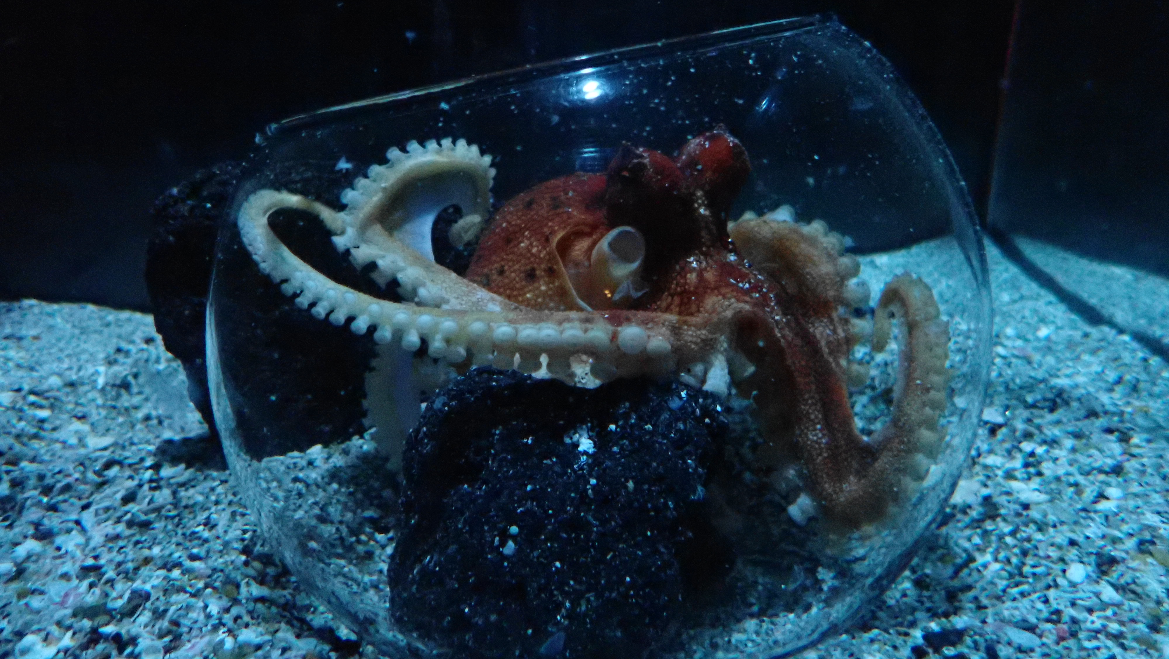 いおワールドかごしま水族館【公式】 on X: 