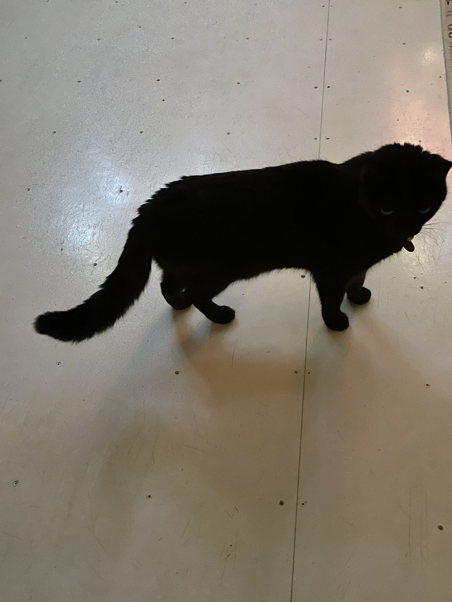 glott77's tweet image. I’m not happy with you!

#opus #puffytail #blackcat #imnothappy #cat #twittercat #madcat