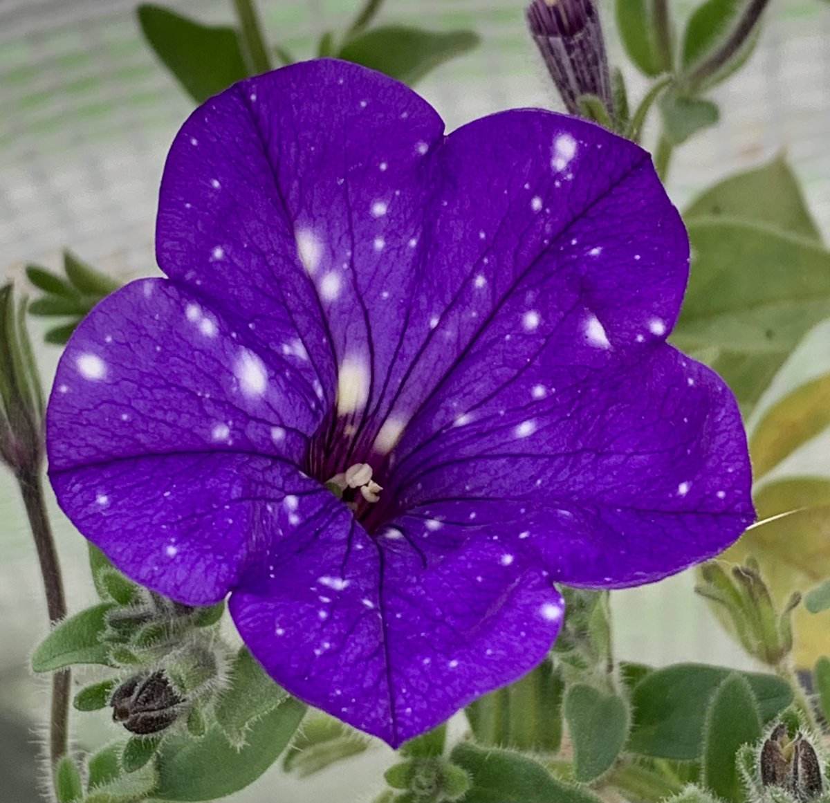 R Yamamoto ペチュニア ナイトスカイ ビニール ハウスの中で咲いてます 日本では一年草扱いですが 霜に当てなければ冬越し可能です 花