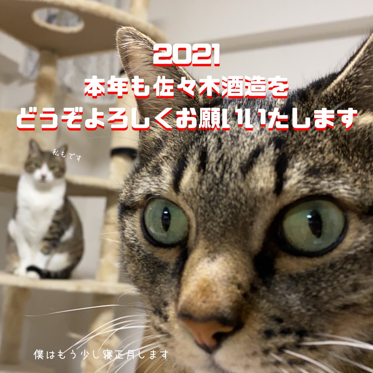 佐々木蔵之介さん実家の 佐々木酒造 では従業員数に猫社員を含めているが 若手社員は全員猫さんの部下であることが判明 Togetter 佐々木蔵之介さん実家の 佐々木酒造 では従業員数に猫社員を含めているが 若手社員は全員猫さんの部下であることが判明 Togetter