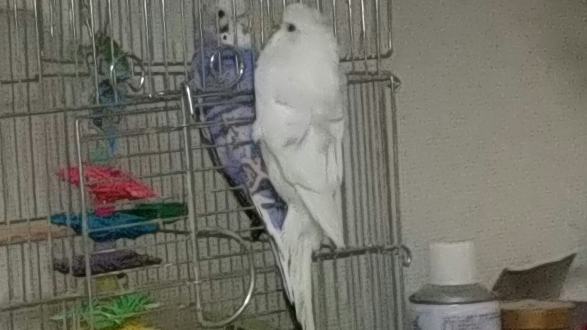 インコの館 動物取扱業休止中 Inkonoyakata Twitter