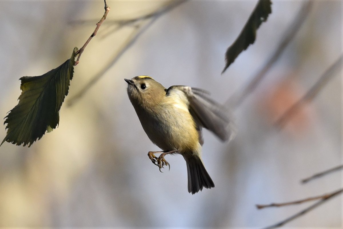 Dear Birders,
we are doing a short suvey about COVID-19 and birdwatching:
soscisurvey.de/birdwatchers/
Please help us and stay healthy.
#ornithology #birding #BirdTwitter #birds
