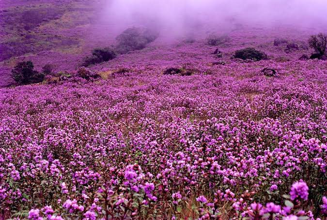 NEELAKURINJI: A RARE FLOWERThe Anamalai hills near Munnar in Kerala have the highest concentration of Neelakurinji (blue flower): flower that blooms only once in 12 years.(last in 2018). Each shrub reproduces once in its life time and dies after flowering.
