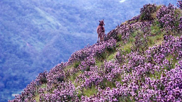 NEELAKURINJI: A RARE FLOWERThe Anamalai hills near Munnar in Kerala have the highest concentration of Neelakurinji (blue flower): flower that blooms only once in 12 years.(last in 2018). Each shrub reproduces once in its life time and dies after flowering.