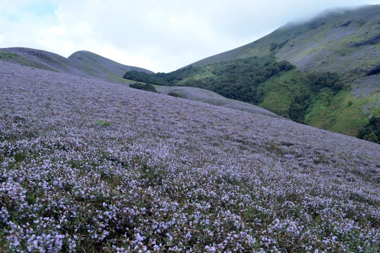 The honey from the neelakurinji is very special. It lasts for about 15 years without getting spoilt. The Kurinjimala Sanctuary gives the most spectacular view of Neelakurinji. Nilgiri Hills (the blue mountains) got the name from this very flower.  @desi_thug1
