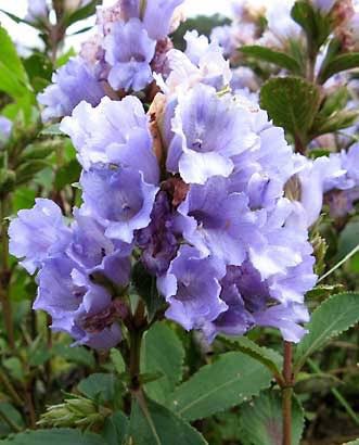 The honey from the neelakurinji is very special. It lasts for about 15 years without getting spoilt. The Kurinjimala Sanctuary gives the most spectacular view of Neelakurinji. Nilgiri Hills (the blue mountains) got the name from this very flower.  @desi_thug1