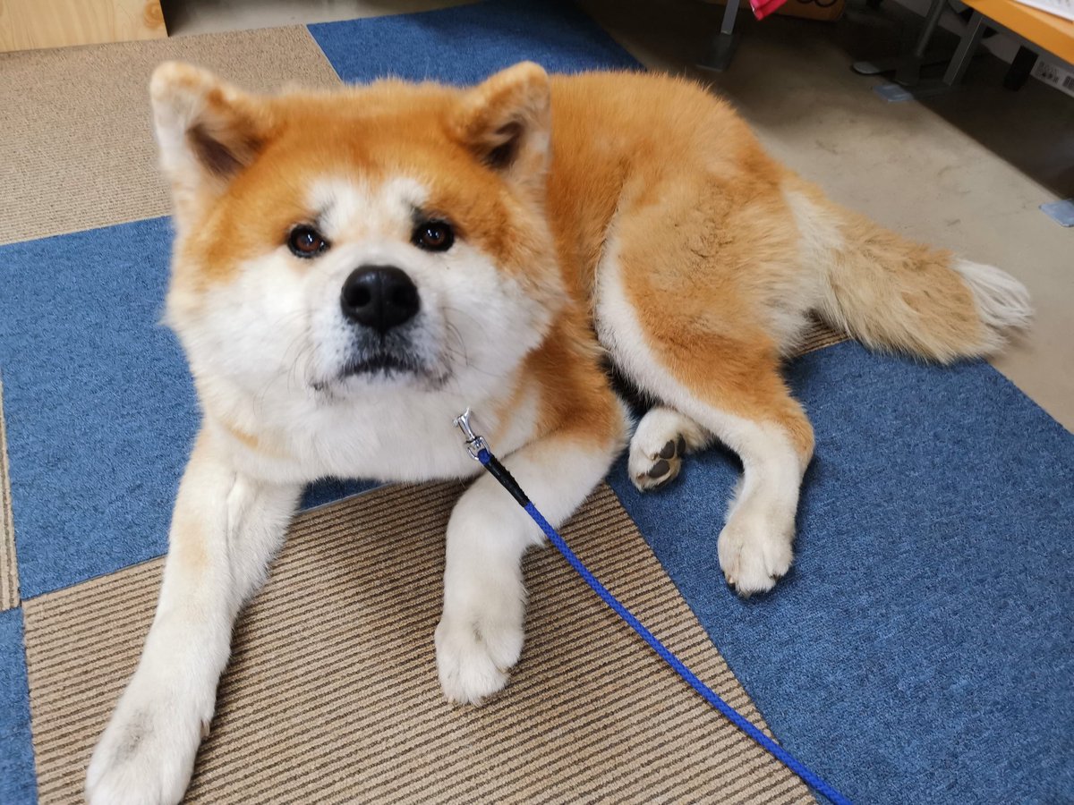 あきほ 秋田犬会館 呼び名 銀ちゃん 年齢 4歳 体重 キロちょっとの小柄 特徴 困り顔 良く言われる もちもち 大体寝ている 事務所でしていること 大体寝ている 性格 小さい事は気にしない 基本的に無関心 くろべえ兄さんが好き 雷が嫌い あきほ 秋田犬会館 呼び名 銀ちゃん 年齢 4歳 体重 キロちょっとの小柄 特徴 困り顔 良く言われる もちもち 大体寝ている 事務所でしていること 大体寝ている 性格 小さい事は気にしない 基本的に無関心 くろべえ兄さんが好き 雷が嫌い