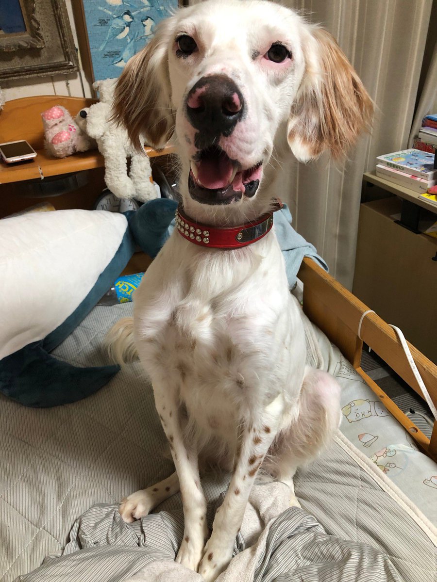 Dokichan17無事愛犬と再会出来ました 沢山の励ましのお言葉ありがとうございました 1月4日午前9時頃京都府船井郡丹波町の大原神社の山奥にてイングリッシュセターがいなくなりました 2歳男の子名前はセナです 白にオレンジのブチ模様です 情報提供