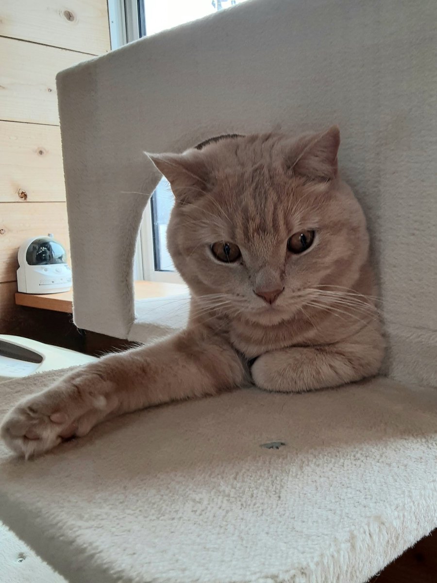 猫カフェちぐら 今日の猫カフェちぐら 新潟 猫 猫カフェ ブリティッシュショートヘア レノン 猫カフェちぐら 今日の猫カフェちぐら 新潟 猫 猫カフェ ブリティッシュショートヘア レノン