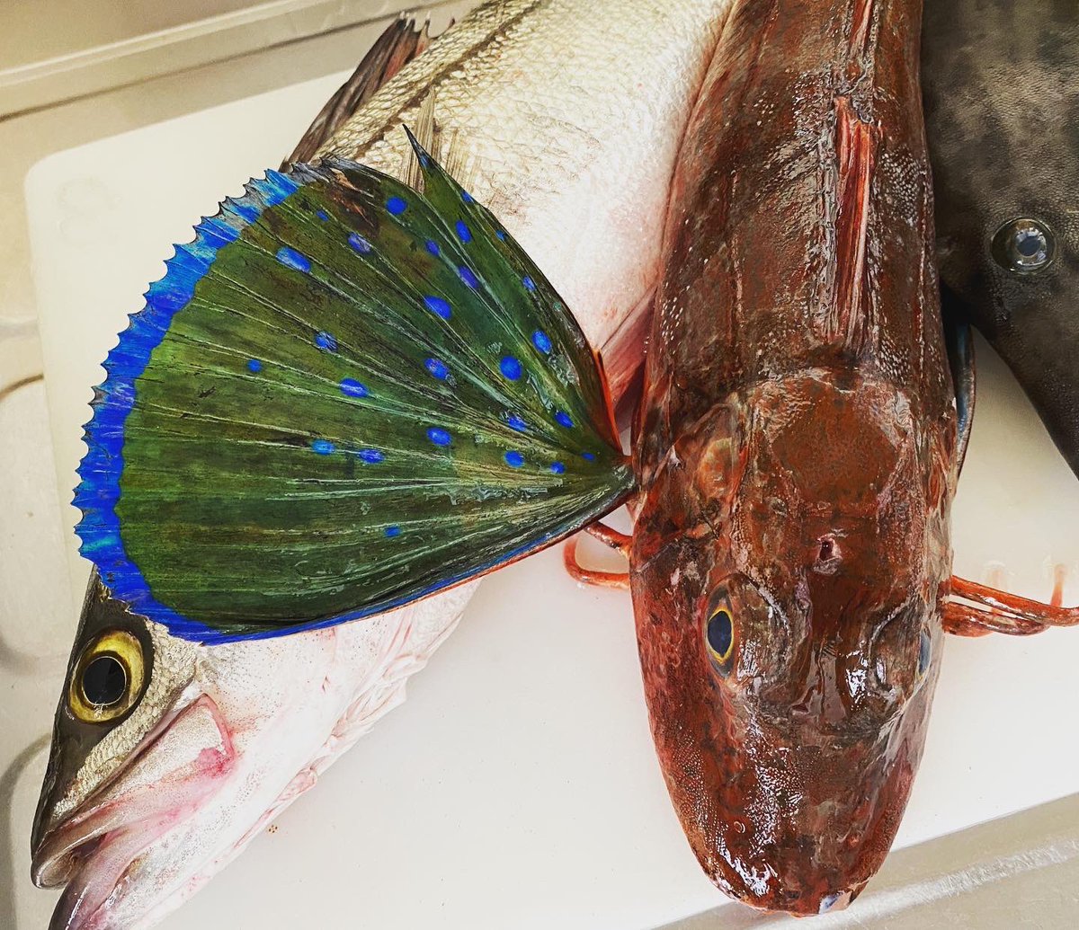 串武 今日も地元漁師さんより仕入れさせていただきました 朝どれのカワハギ ホウボウ スズキ 鮮やかなブルーの胸びれが ホウボウ 今の時期はとくに脂がのって美味しいですよ カワハギ ホウボウ スズキ 串武 大船居酒屋 鎌倉市 T