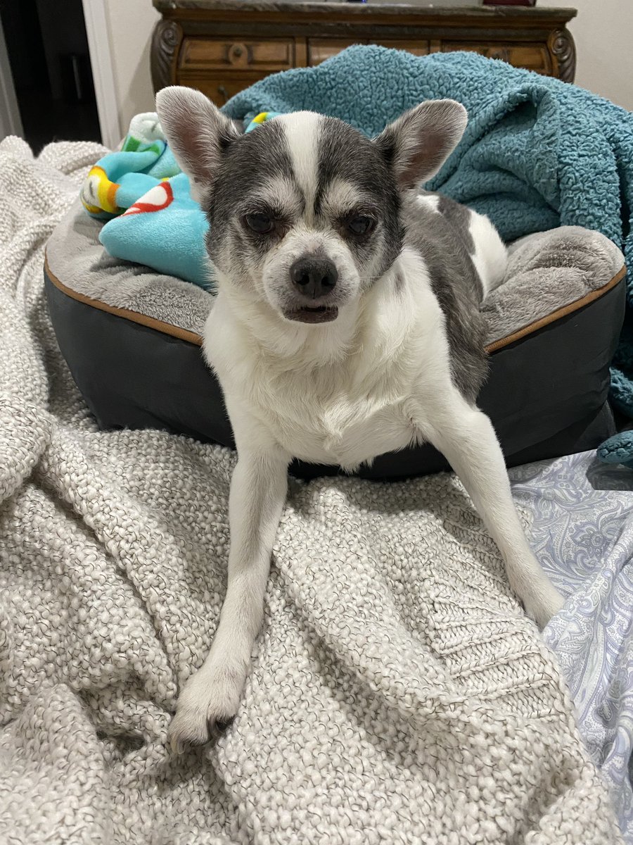 FlokiTheFizzgig's tweet photo. I was thinking about climbing out of my bed, but I lost motivation. I think I can sleep like this. Goodnight all. #DogsofTwittter #goodnight #Frododog #chisquad #seniordogs https://t.co/rCTJIk7Iux