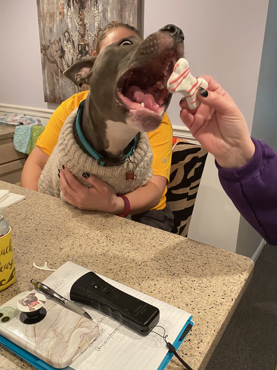 kshahahahan's tweet photo. Today is Seven’s first birthday so we celebrated with some extra special treats. 😭💛 https://t.co/9699w5G0bi