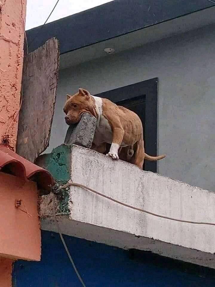 Blaise_BRP's tweet photo. Our Neighbor’s Dog Don't Bite...
It Throws Bricks 😭 https://t.co/VlFERLR2do