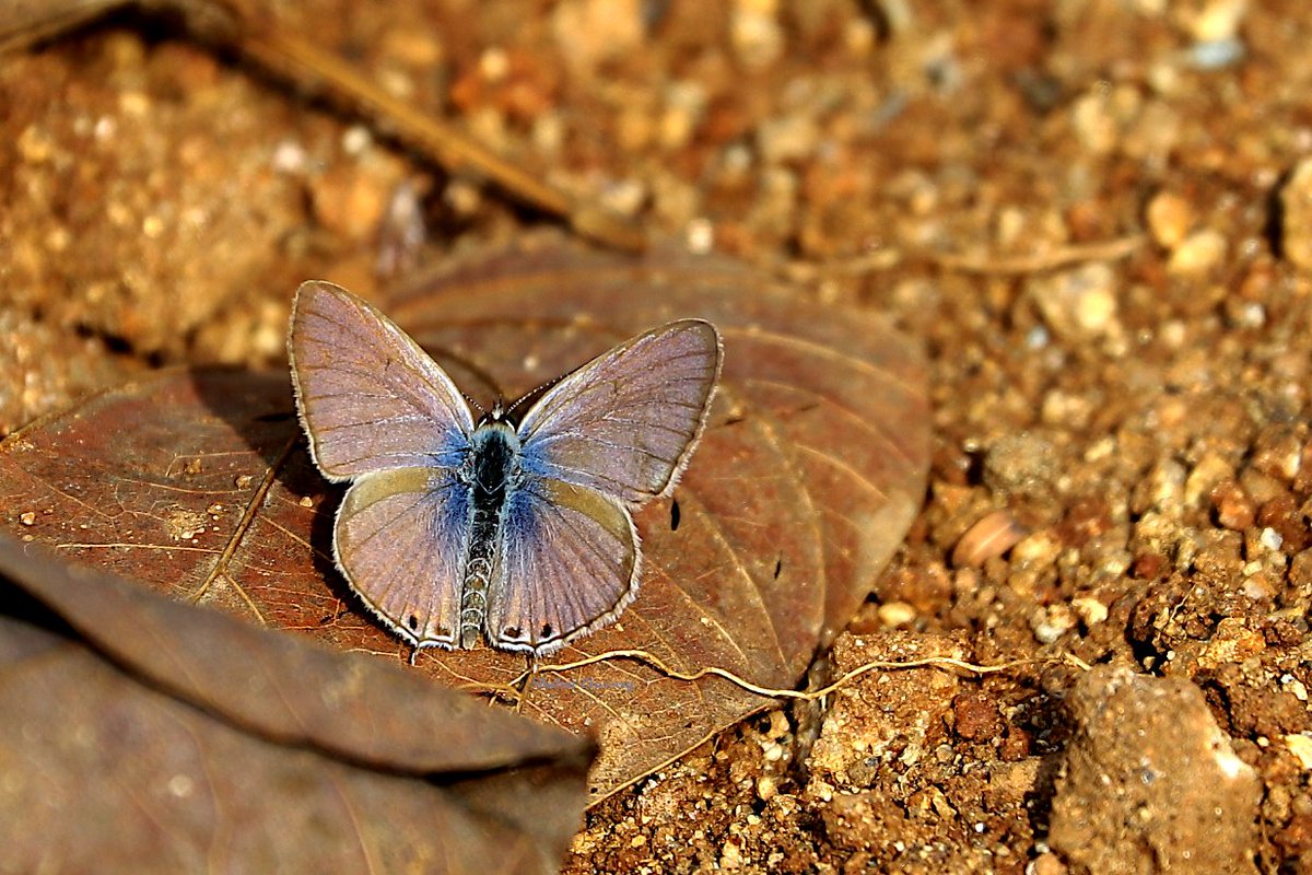 ShaliniElassery's tweet photo. Forget-me-not Catochrysops strabo
a rather aptly named little beauty for the year that was..
#Melagiris #TitliTuesday #IndiAves #butterfly https://t.co/MueKMCFCp7