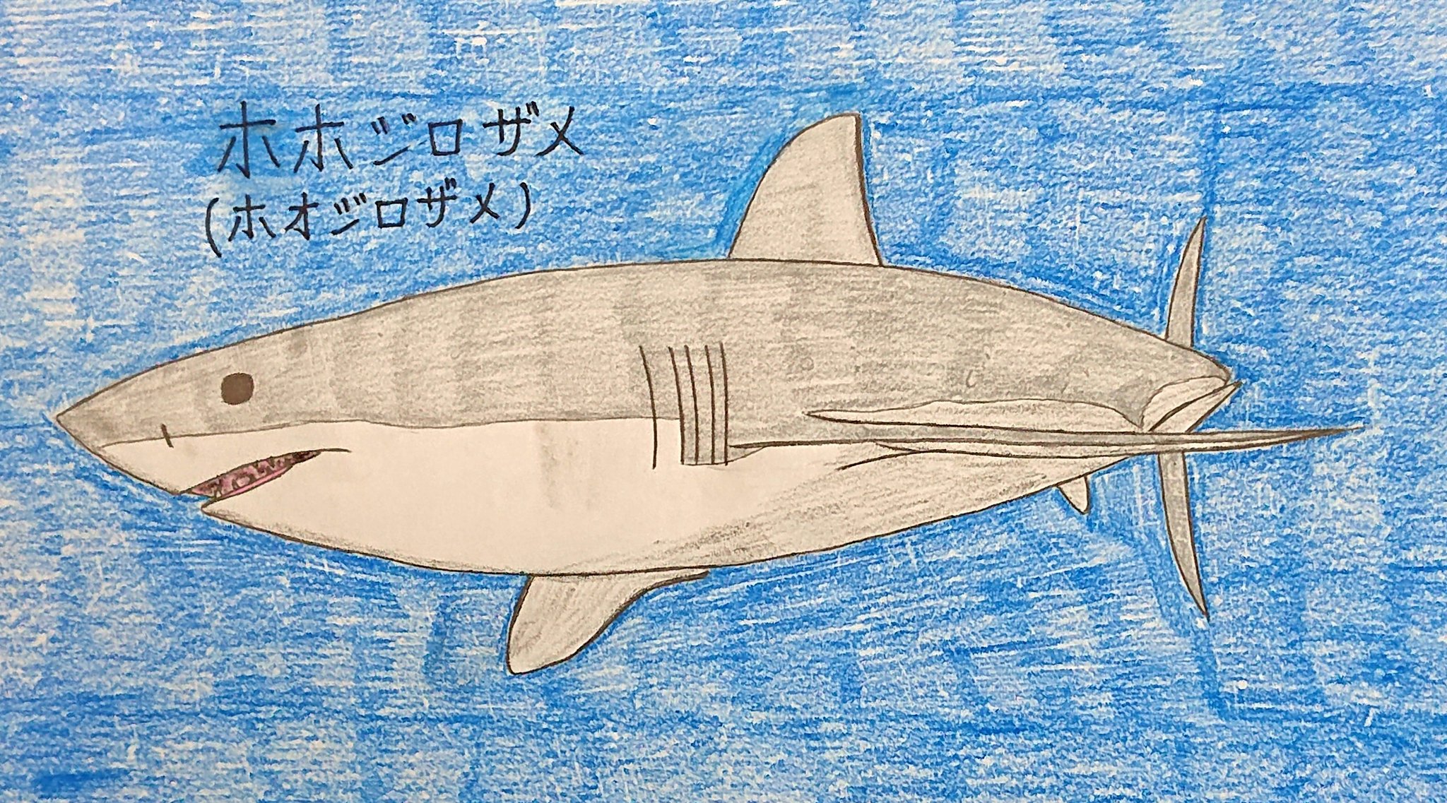 まっすー ホホジロザメ ホオジロザメ を描きました 魚 サメ 鮫 ホホジロザメ ホオジロザメ アナログイラスト アナログ絵 T Co C0uiqvjh3y Twitter まっすー ホホジロザメ ホオジロザメ を描きました 魚 サメ 鮫 ホホジロザメ ホオジロザメ アナログイラスト アナログ絵 T Co C0uiqvjh3y Twitter