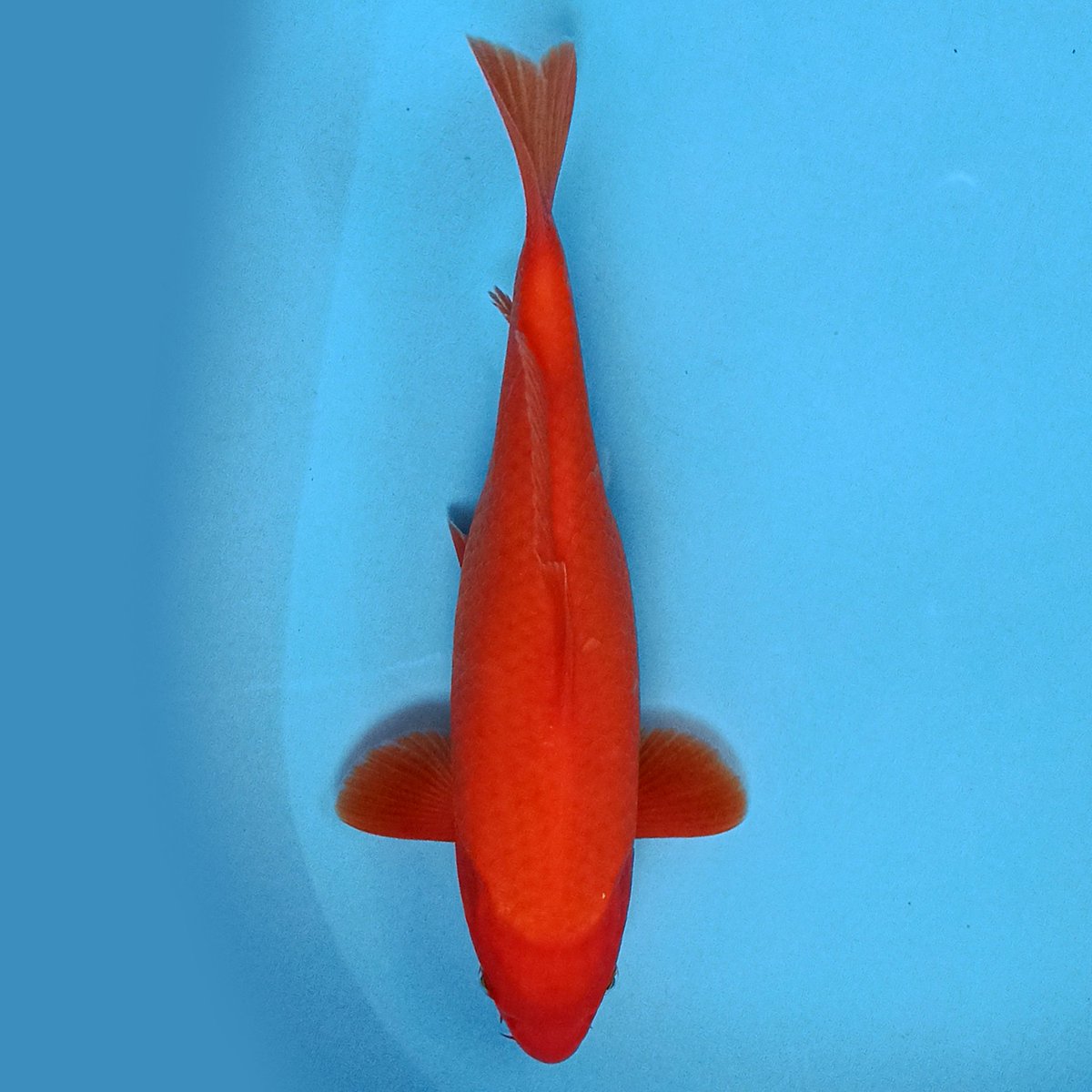 nearkoifarm's tweet photo. BENIGOI super red... 30cm... Female... 

#benigoi #koi #supered #ikankoi #mantapmantap #cakep #cantik #bendosewu #talun #blitar #koicikinipapap https://t.co/erQYTKrhoI