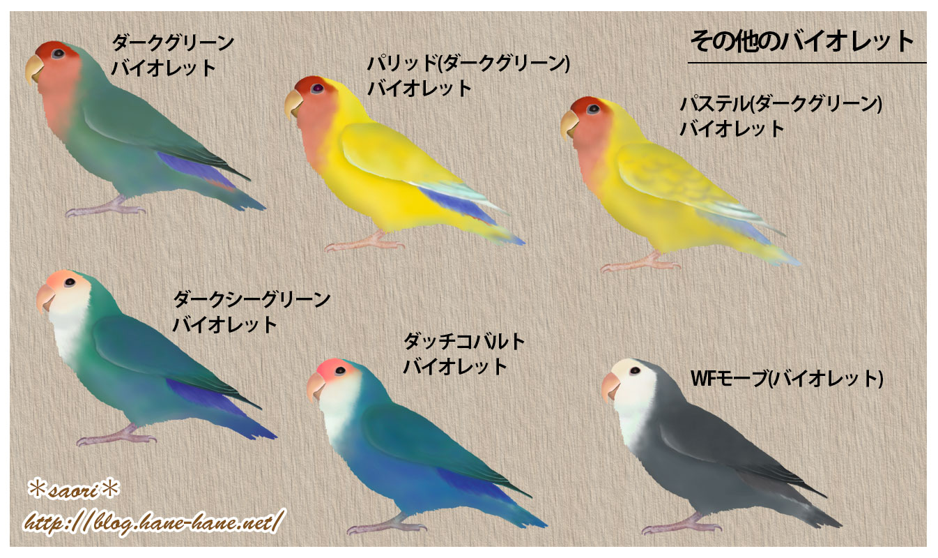 Saori コザクラインコ のバイオレット因子について Blogにアップしました T Co V87mm07dym インコ 遺伝 品種 T Co Awhksxpkqg Twitter