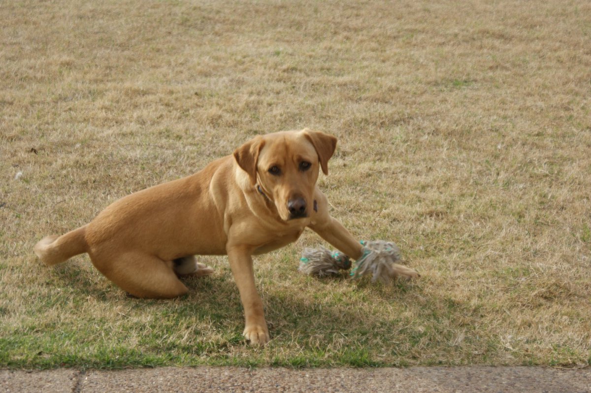 theawesamdude's tweet photo. I’m broken hearted to say that after 14 wonderful years Chandler has left me and my family today.

I feel that it’s only right that you guys should get the Chandler reveal you have all wanted. 

So here he is, the best friend a boy could ever have. https://t.co/kFv9uU0dpU