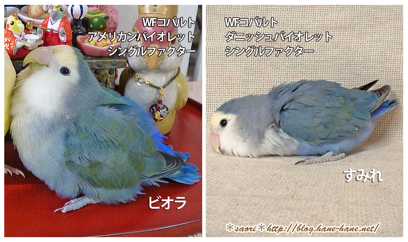 Saori コザクラインコ のバイオレット因子について Blogにアップしました T Co V87mm07dym インコ 遺伝 品種 T Co Awhksxpkqg Twitter