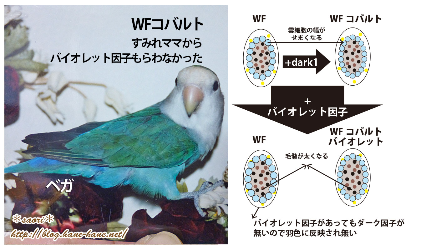 Saori コザクラインコ のバイオレット因子について Blogにアップしました T Co V87mm07dym インコ 遺伝 品種 T Co Awhksxpkqg Twitter