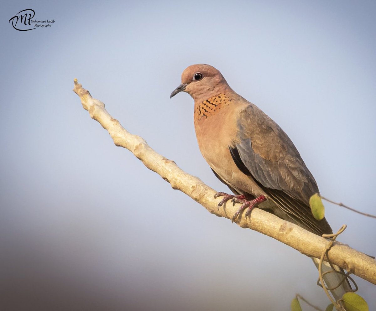 Left: #SpottedDove & 
Right #LaughingDove 

#NikonD5 #NikonPhotography #MohammedHabib #HyderabadBirds #Hyderabad @Avibase @amartadi