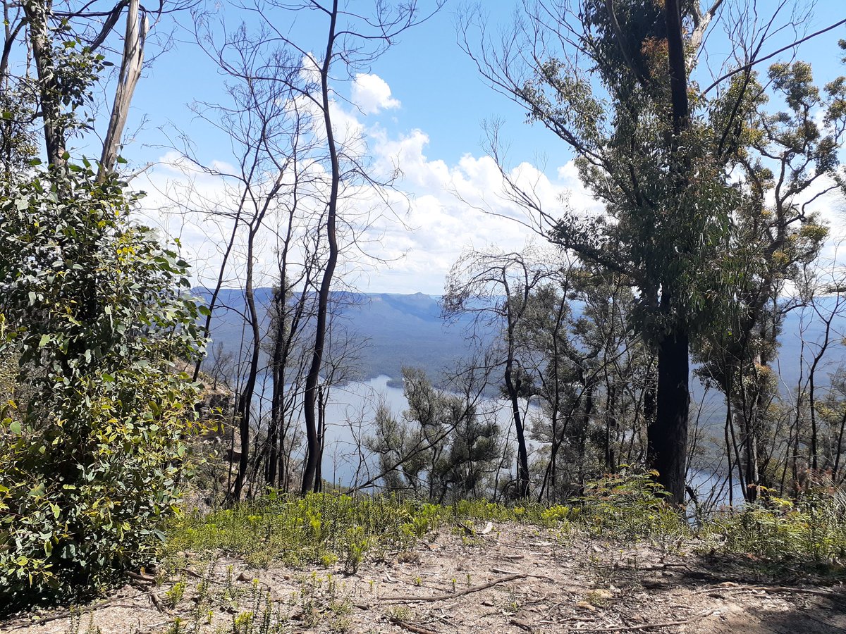 bunjaree's tweet photo. A couple of pics from the south end of Tablelands Road. The distant Wild Dog Range looking broody under cloud, and a monitor who surprised me! https://t.co/C2RGCEY4XW