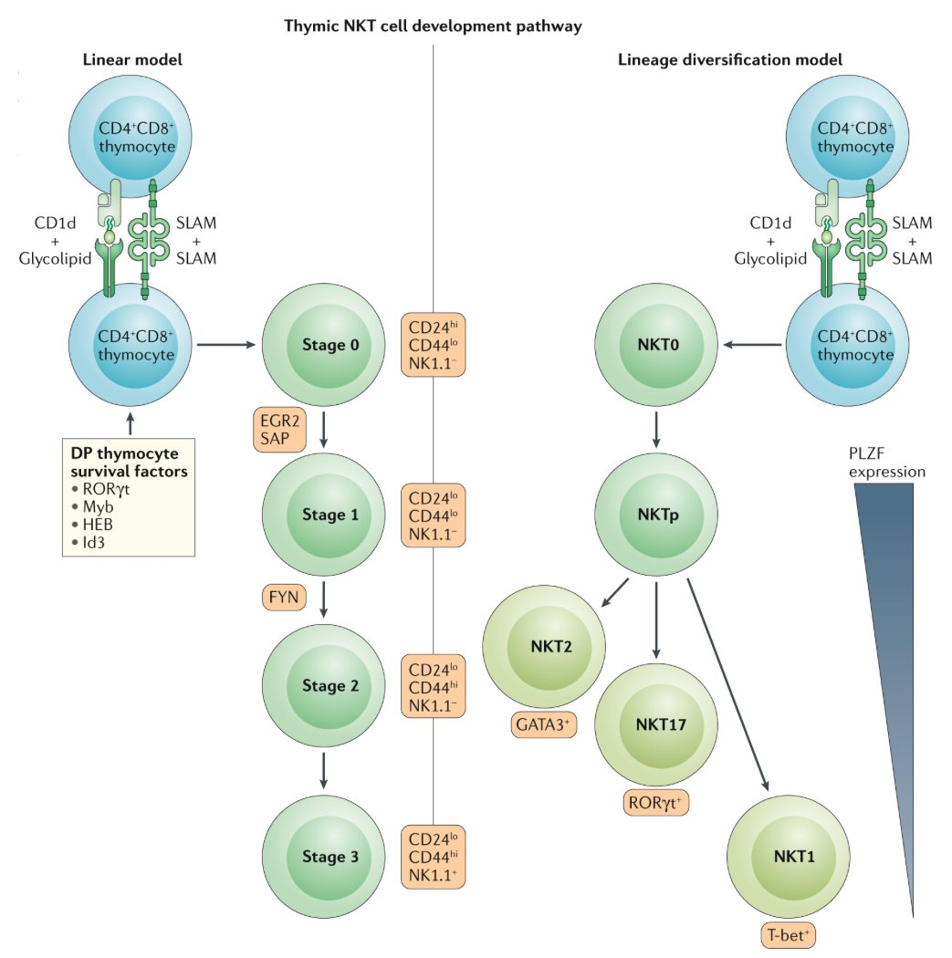 #Thymic development of #Unconventional_T_cells | how NKT cells, MAIT cells and γδ T cells emerge | Daniel Pellicci <a href="/MCRI_for_kids/">Murdoch Children's Research Institute (MCRI)</a> <a href="/NatRevImmunol/">Nature Rev Immunol</a> buff.ly/3n9ueiL | #2020_ReCapJune