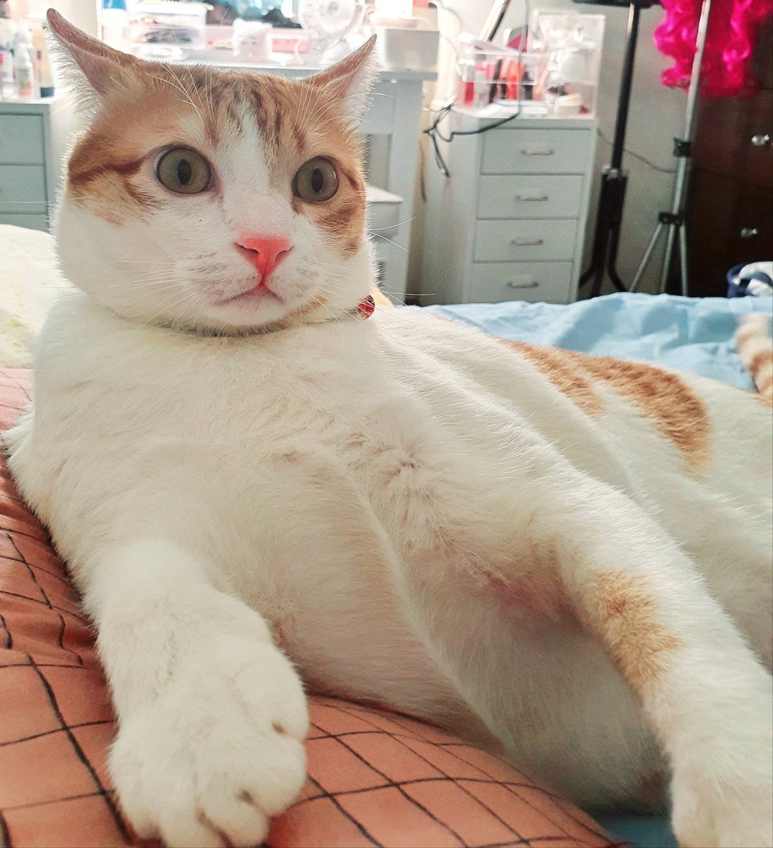 When I think my parents might adopt a new cat 🙀
Erase that thought...

#puspin #rescuedkitten #catsofinstagram #neko  #usui_chan #usuithecat #kitten #cats #catsoftwitter #tiktokpets #catsoftiktok