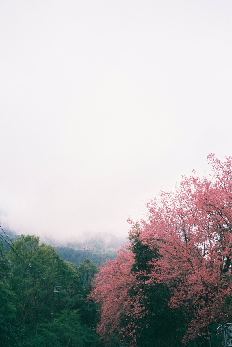 Sakura in Thailand 🌸 #NinjaAnnFilm #LeicaC1 #Vista200