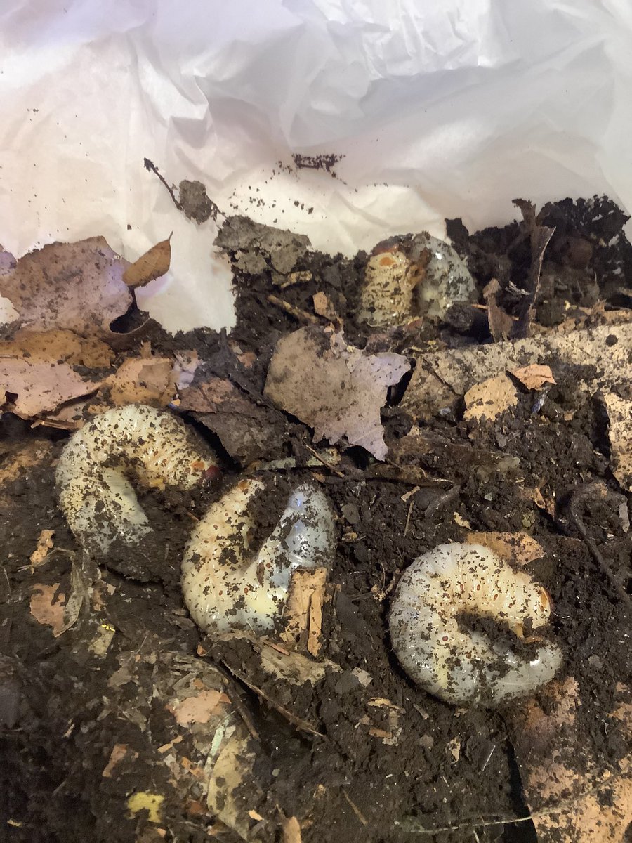 カブトムシの幼虫と遊んでます。北海道育ちの私には、自然にいるカマキリもカブトムシも憧れで、最近デビューしました。