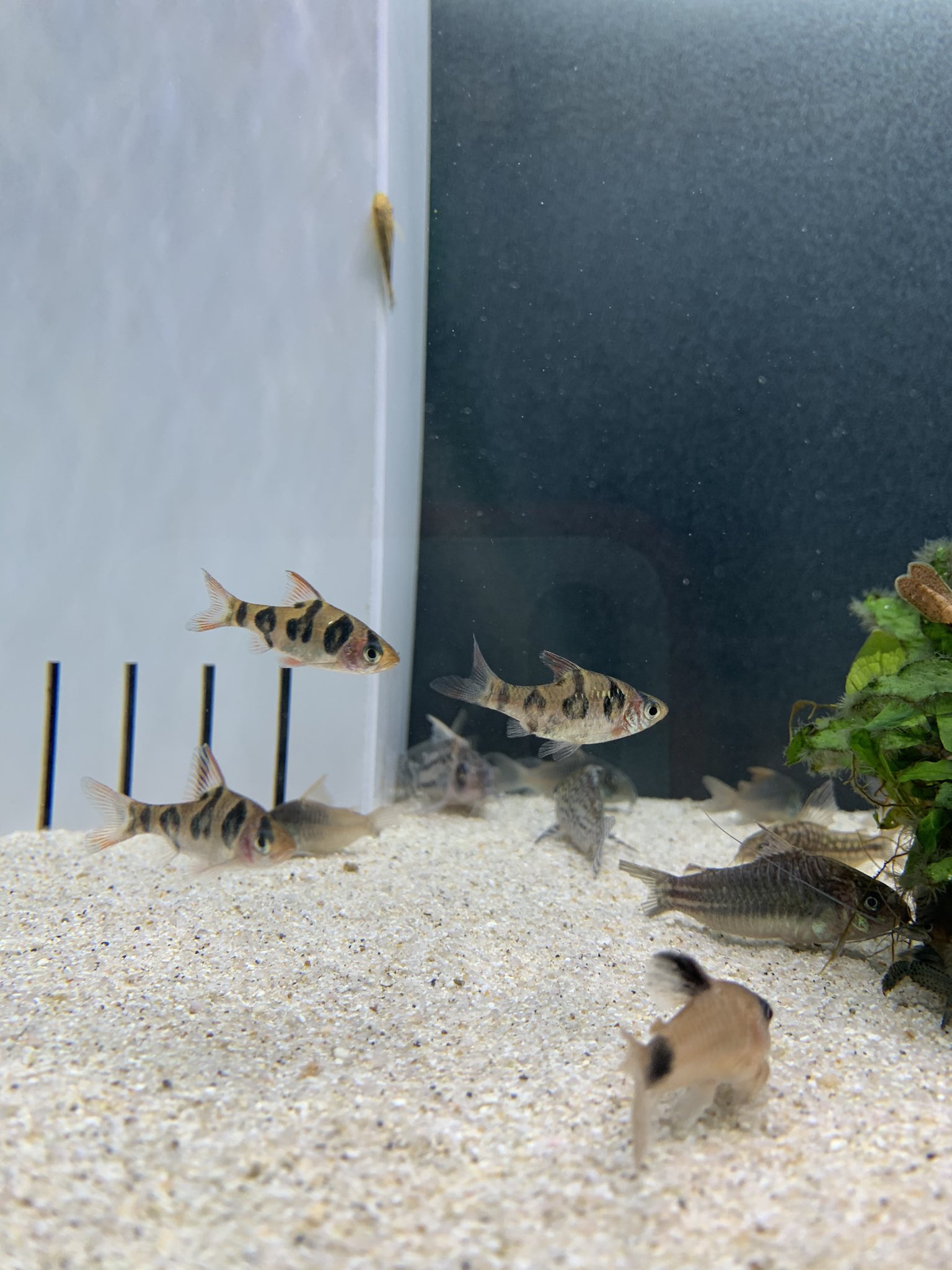 フジモト 今年の初お迎え魚はプンティウスロンボオケラータス スマトラみたいな魚だけど 気性の荒くない平和主義者 実はジョホレンシス と混同してお迎えしちゃいまして なんかこの子達はバンドが乱れてるな と思ってたら別種でした フジモト 今年の初お迎え魚はプンティウスロンボオケラータス スマトラみたいな魚だけど 気性の荒くない平和主義者 実はジョホレンシス と混同してお迎えしちゃいまして なんかこの子達はバンドが乱れてるな と思ってたら別種でした