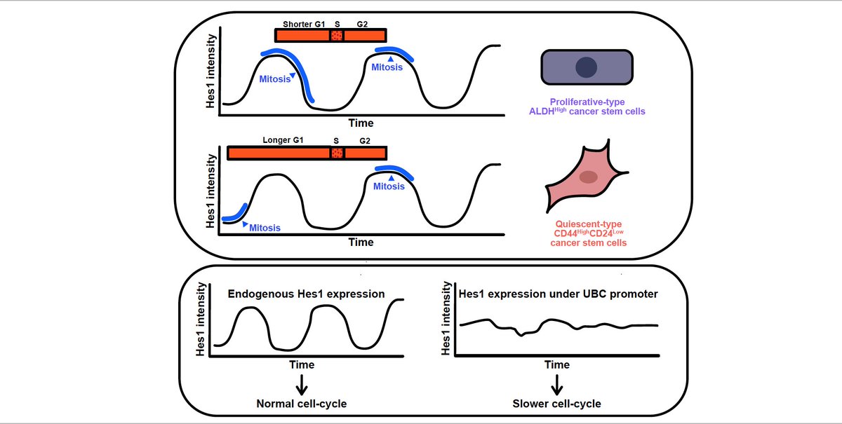 Papalopulu Lab (@papalopululab) on Twitter photo In the latest preprint a phase-dependent relationship between Hes1 and cell-cycle is shown to underlie #cellcycle length heterogeneity in ER+ #breastcancer cells. Congratulations to the authors <a href="/nitin_sabherwal/">Nitin Sabherwal</a> <a href="/Andyrowntree/">Andy Rowntree</a> <a href="/JochenKursawe/">Jochen Kursawe</a> <a href="/papalopulu/">nancy papalopulu</a>
biorxiv.org/content/10.110…
1/6 In the latest preprint a phase-dependent relationship between Hes1 and cell-cycle is shown to underlie #cellcycle length heterogeneity in ER+ #breastcancer cells. Congratulations to the authors <a href="/nitin_sabherwal/">Nitin Sabherwal</a> <a href="/Andyrowntree/">Andy Rowntree</a> <a href="/JochenKursawe/">Jochen Kursawe</a> <a href="/papalopulu/">nancy papalopulu</a>
biorxiv.org/content/10.110…
1/6